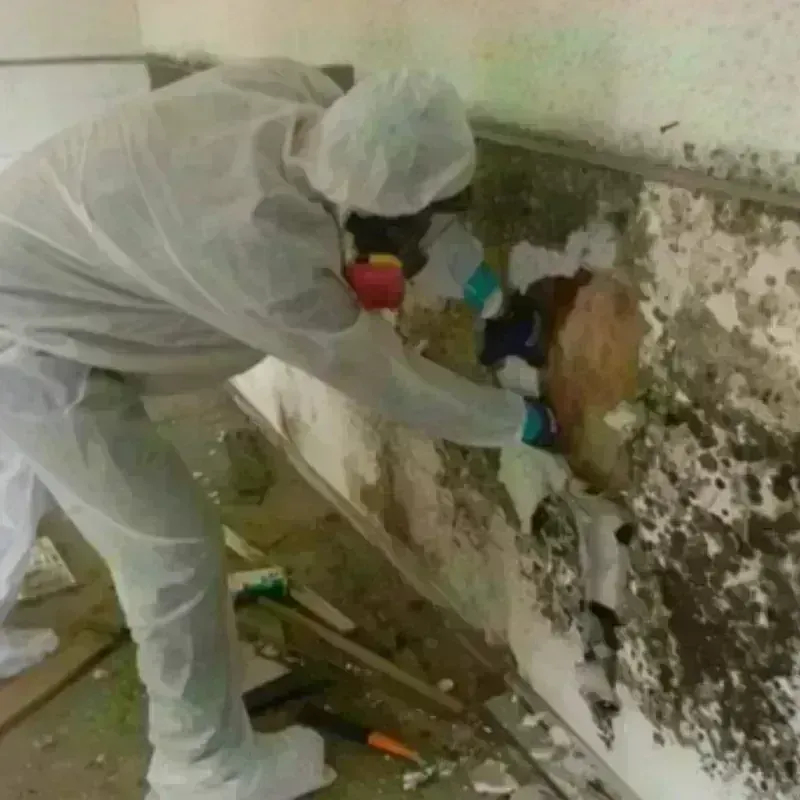 Mold Remediation and Removal in Carol Stream, IL